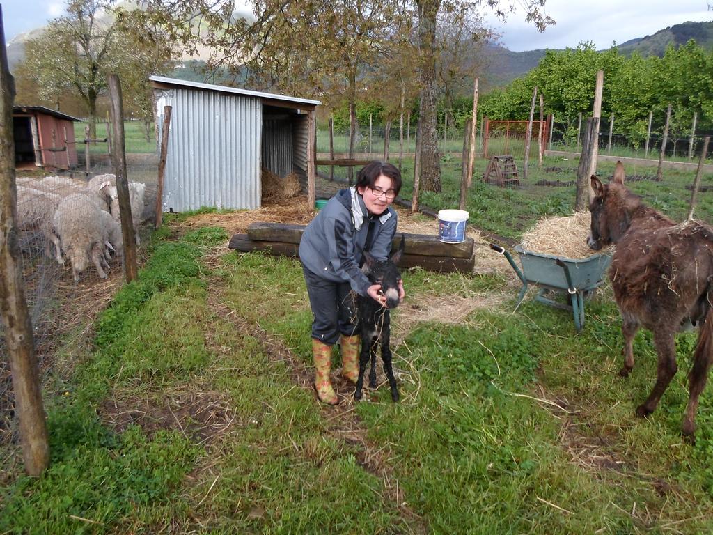 Azienda Agrituristica Pericle *