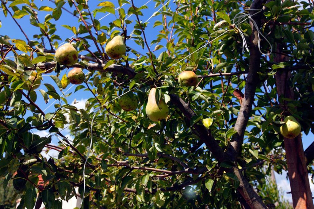Azienda Agrituristica Pericle *