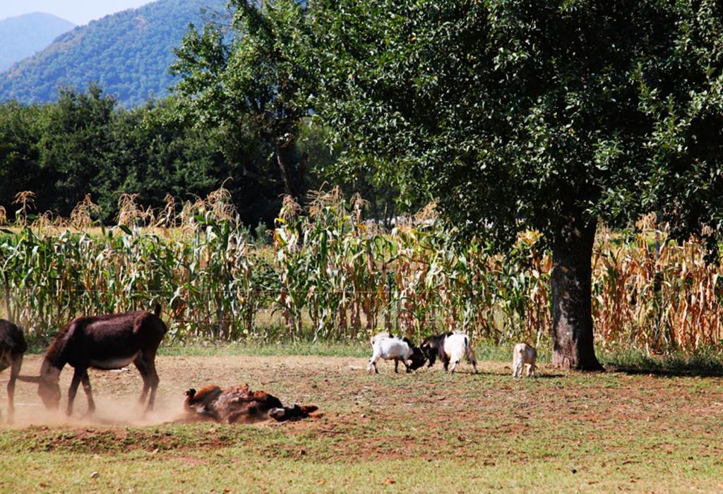 Azienda Agrituristica Pericle Country house Montella