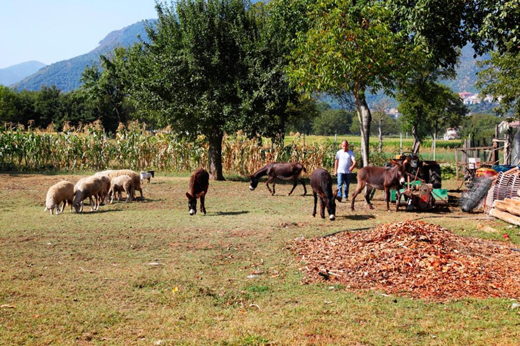 Azienda Agrituristica Pericle Country house *